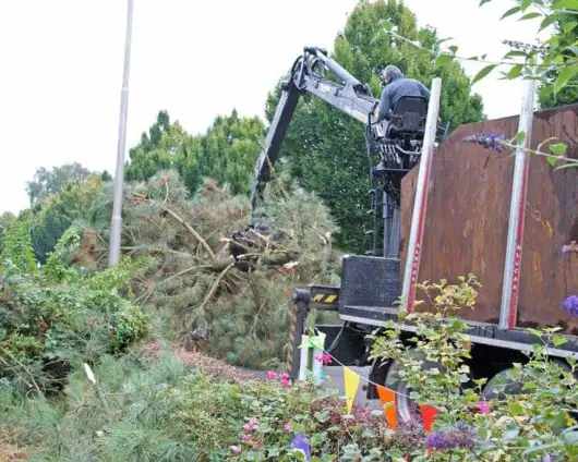 images/02drunen/boom kappen boom rooien bomen verwijderen rosmalen berlicum-530x424-eb4