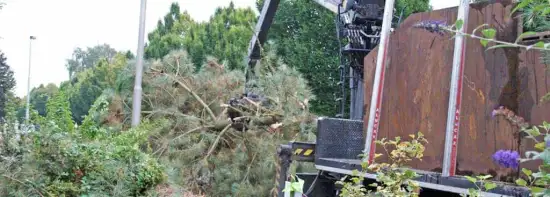 images/02drunen/boom kappen boom rooien bomen verwijderen rosmalen berlicum-550x197-36e