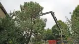 images/02drunen/hoe kap ik een moeilijke boom uit de tuin rooien coniferen en sparrebomen-160x90-20e