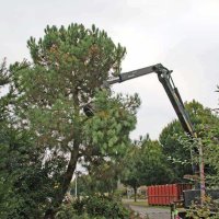 images/02drunen/hoe kap ik een moeilijke boom uit de tuin rooien coniferen en sparrebomen-200x200-78d