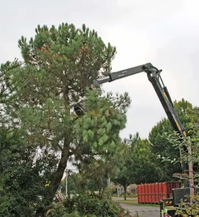images/02drunen/hoe kap ik een moeilijke boom uit de tuin rooien coniferen en sparrebomen-390x424-cad