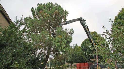 bomen rooien 