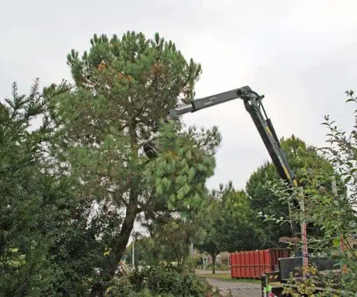 images/02drunen/hoe kap ik een moeilijke boom uit de tuin rooien coniferen en sparrebomen-510x424-b55