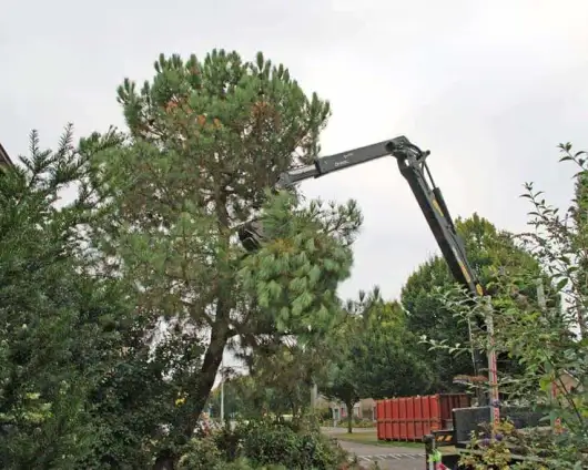 images/02drunen/hoe kap ik een moeilijke boom uit de tuin rooien coniferen en sparrebomen-530x424-eb4