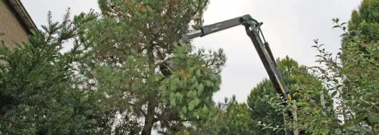 images/02drunen/hoe kap ik een moeilijke boom uit de tuin rooien coniferen en sparrebomen-550x197-36e