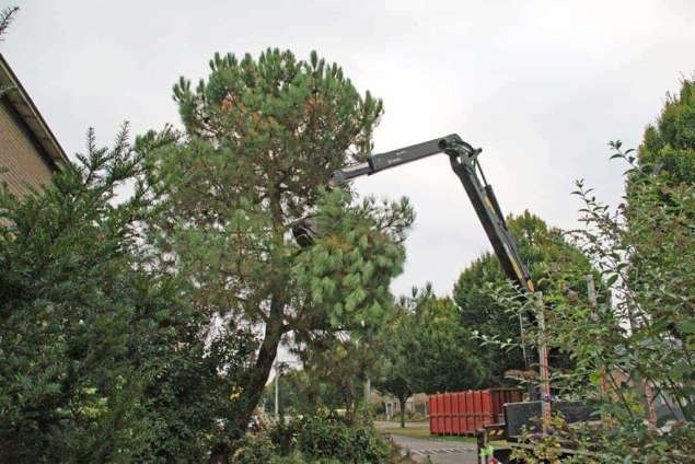 rooien van een dennenboom in de gemeente drunen, Cromvoirt en Helvoirt