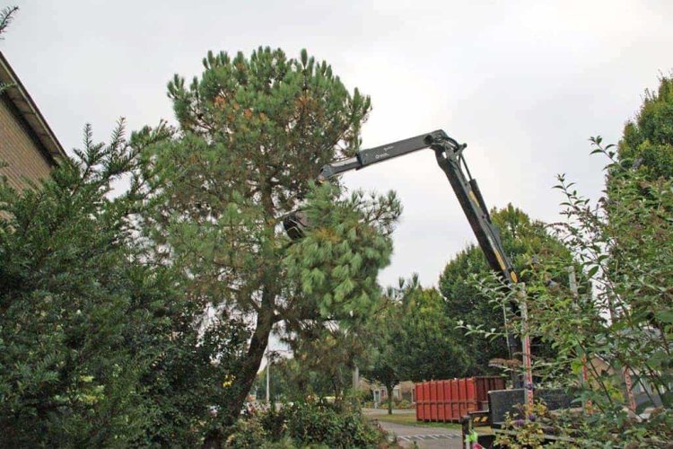 images/02drunen/hoe kap ik een moeilijke boom uit de tuin rooien coniferen en sparrebomen-750x500-b46