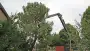 images/02drunen/hoe kap ik een moeilijke boom uit de tuin rooien coniferen en sparrebomen-90x51-522