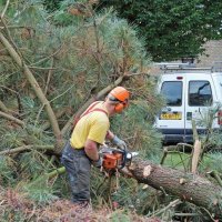 images/02drunen/rooien en kappen van zieke coniferen en sparrebomen uit de tuin-200x200-78d