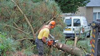 Tholen bomen rooien