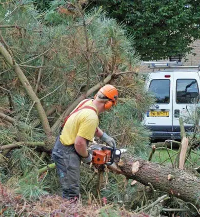 images/02drunen/rooien en kappen van zieke coniferen en sparrebomen uit de tuin-390x424-cad