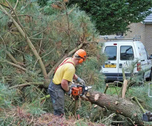 images/02drunen/rooien en kappen van zieke coniferen en sparrebomen uit de tuin-510x424-b55