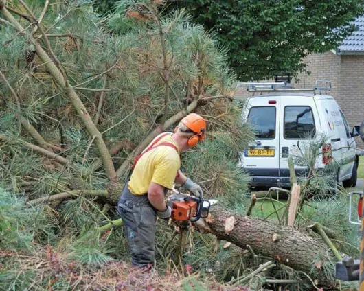 images/02drunen/rooien en kappen van zieke coniferen en sparrebomen uit de tuin-530x424-eb4
