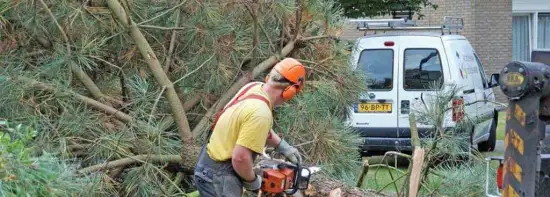 images/02drunen/rooien en kappen van zieke coniferen en sparrebomen uit de tuin-550x197-36e
