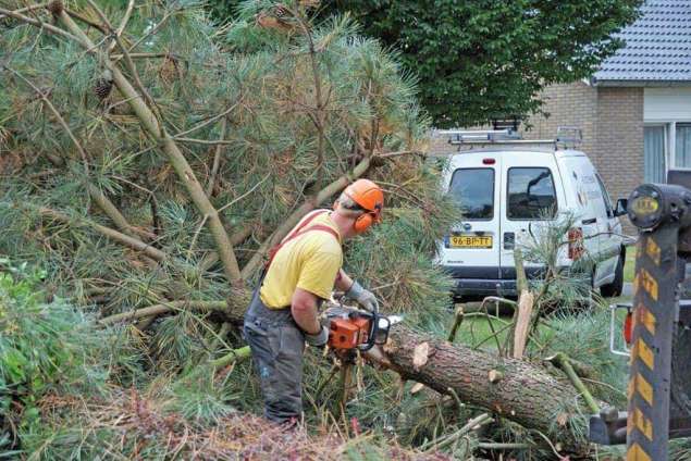 bomen kappen