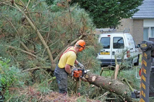images/02drunen/rooien en kappen van zieke coniferen en sparrebomen uit de tuin-635x424-703