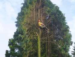 coniferen bomen rooien