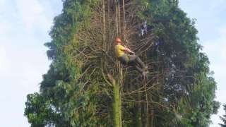 Siebengewald boomstronk verwijderen