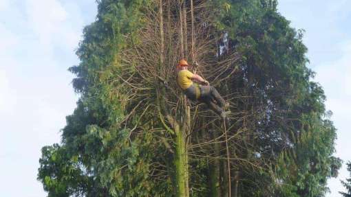 Bomen rooien Guttecoven