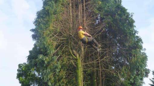 Bomen rooien Westdorpe