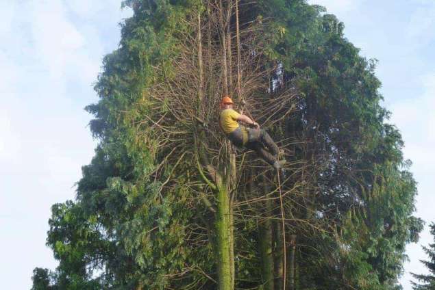 coniferen, bomen kappen