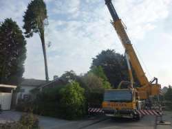 bomen rooien Hilversum
