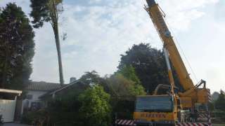 Westdorpe bomen rooien