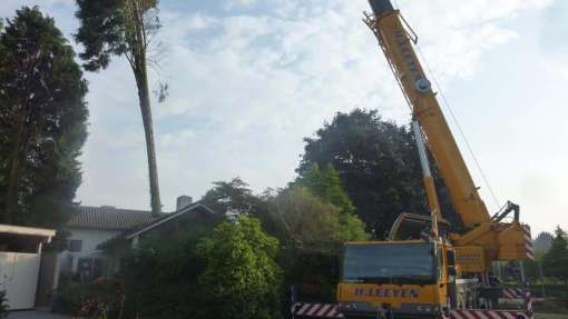 bomen rooien Hilversum