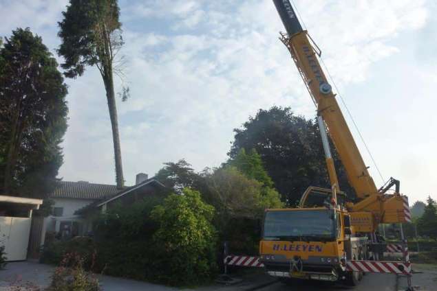 bomen rooien