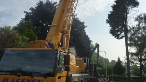 Bomen rooien Westkapelle