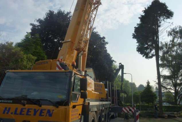 coniferen en hulstbomen rooien