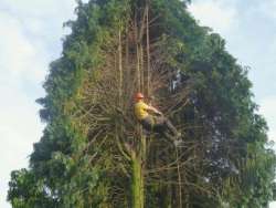 bomen rooien