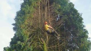 bomen kappen Leiden