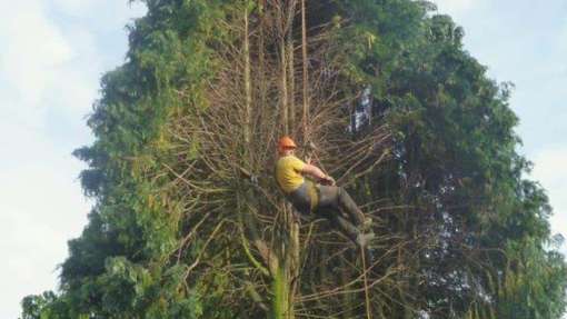 bomen rooien