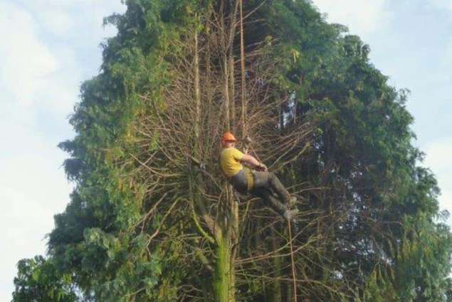 bomen kappen 