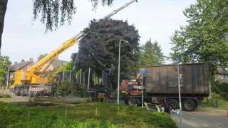 rooien van bomen in de achtertuin 