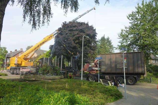 Rheeze bomen rooien