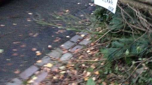 Rheezerveen bomen rooien