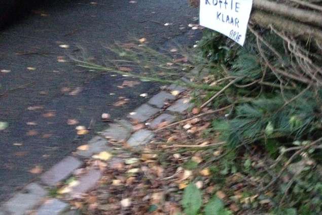 Rheezerveen bomen rooien