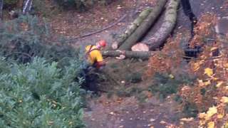 rooien van bomen Enschede