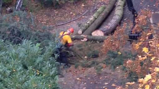 Bomen rooien Wittem