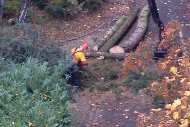 rooien van bomen Enschede