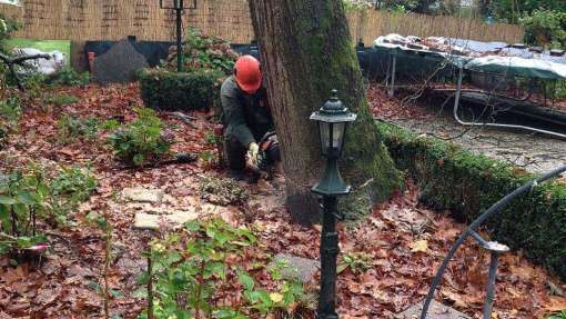 Bomen rooien Wilhelminadorp