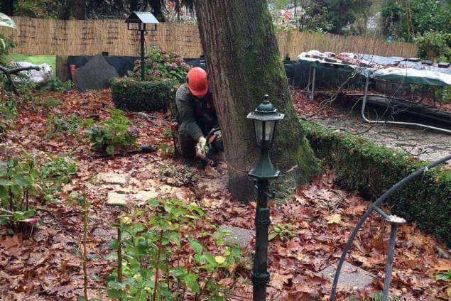 Bomen rooien Wilhelminadorp