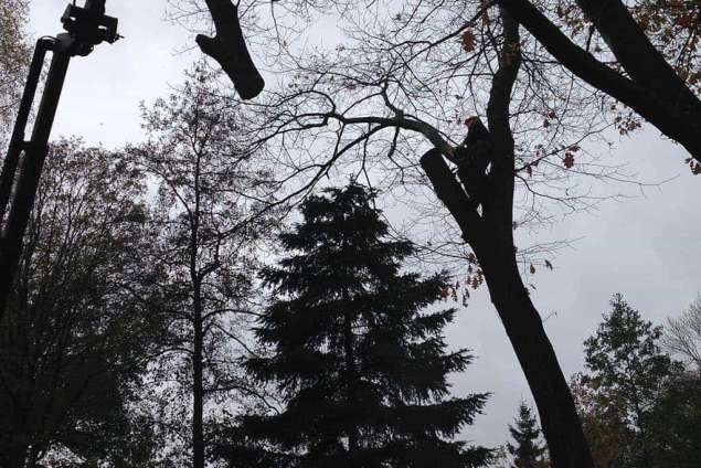 eiken bomen rooien