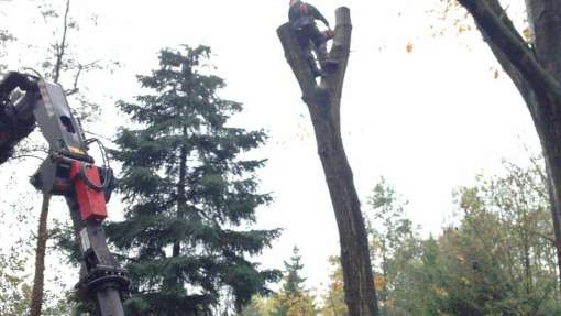 Scheerwolde bomen rooien