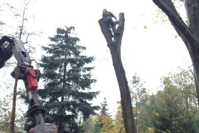 Scheerwolde bomen rooien