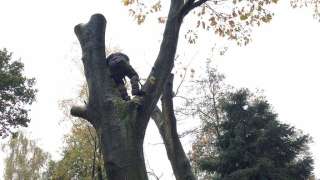 Wilhelminadorp bomen rooien