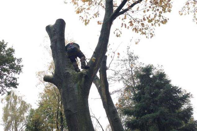 Wilhelminadorp bomen rooien