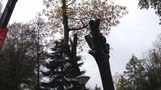afbreken van bomen in esbeek hilvarenbeek